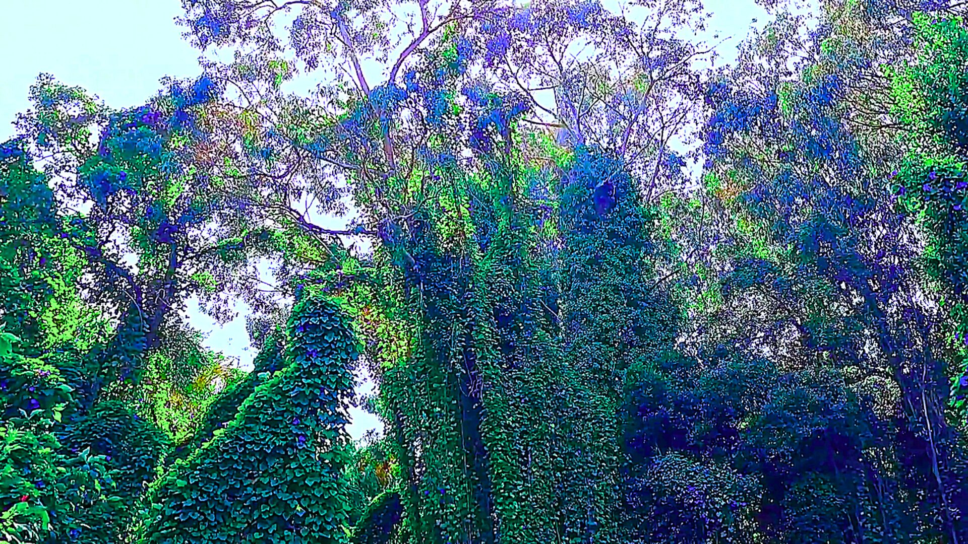 Trees along a coastal trail in Arcozelo, Vila Nova de Gaia