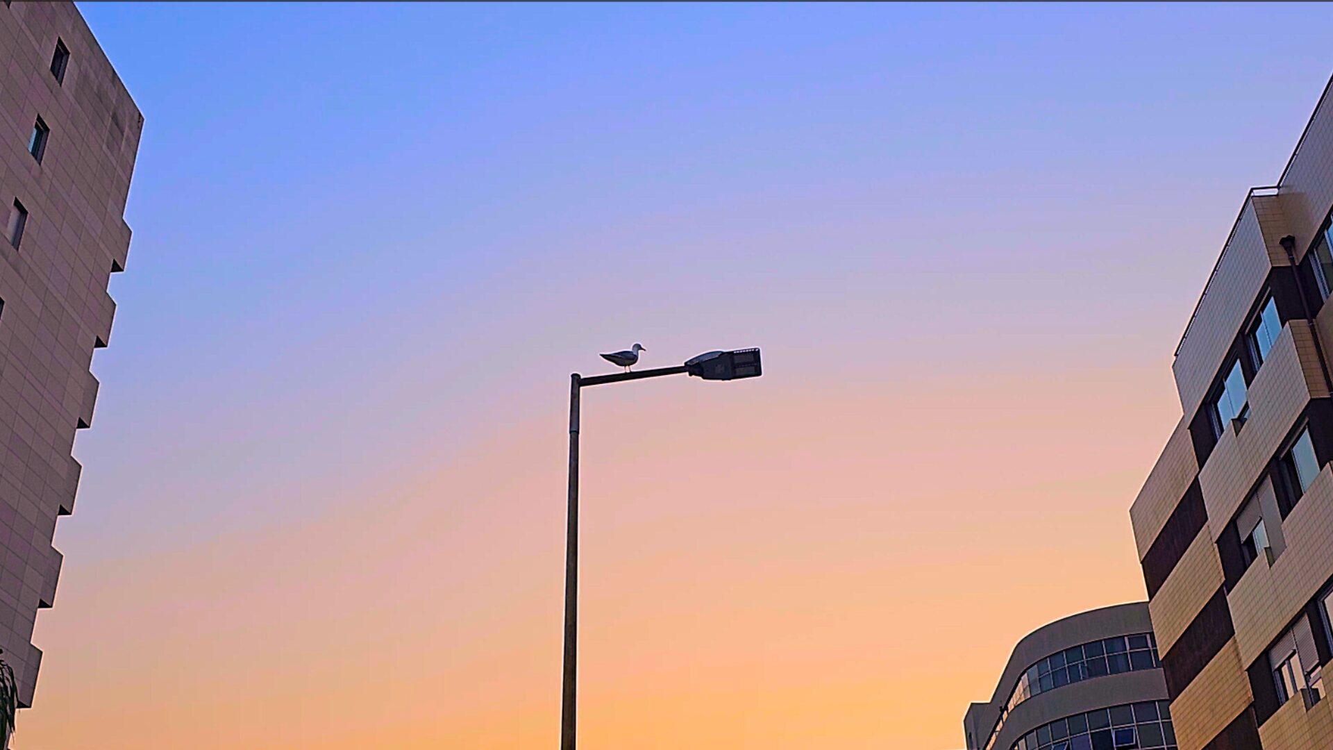 Buildings and bird in Paranhos, Porto