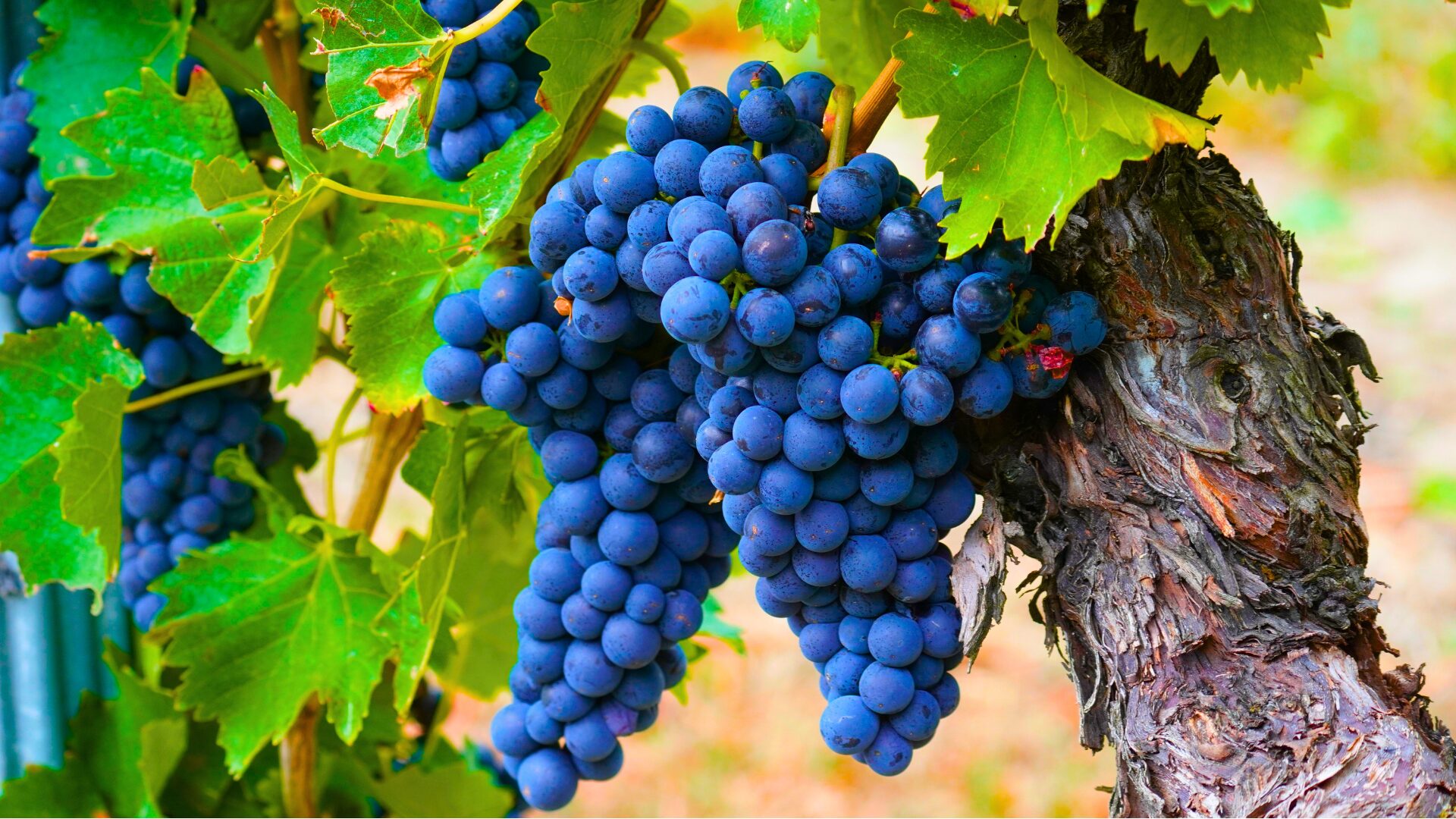 Grapes served in Portugal