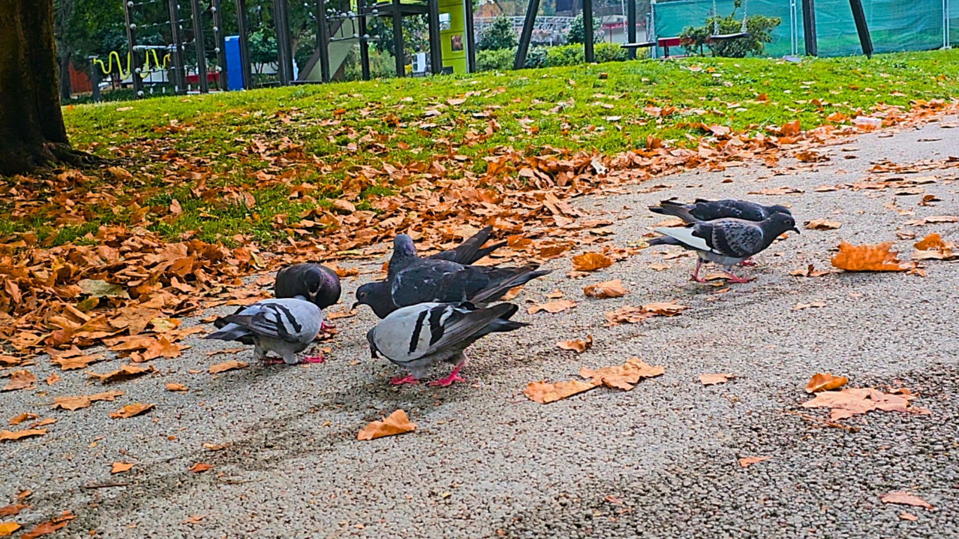 Pigeons in autumn
