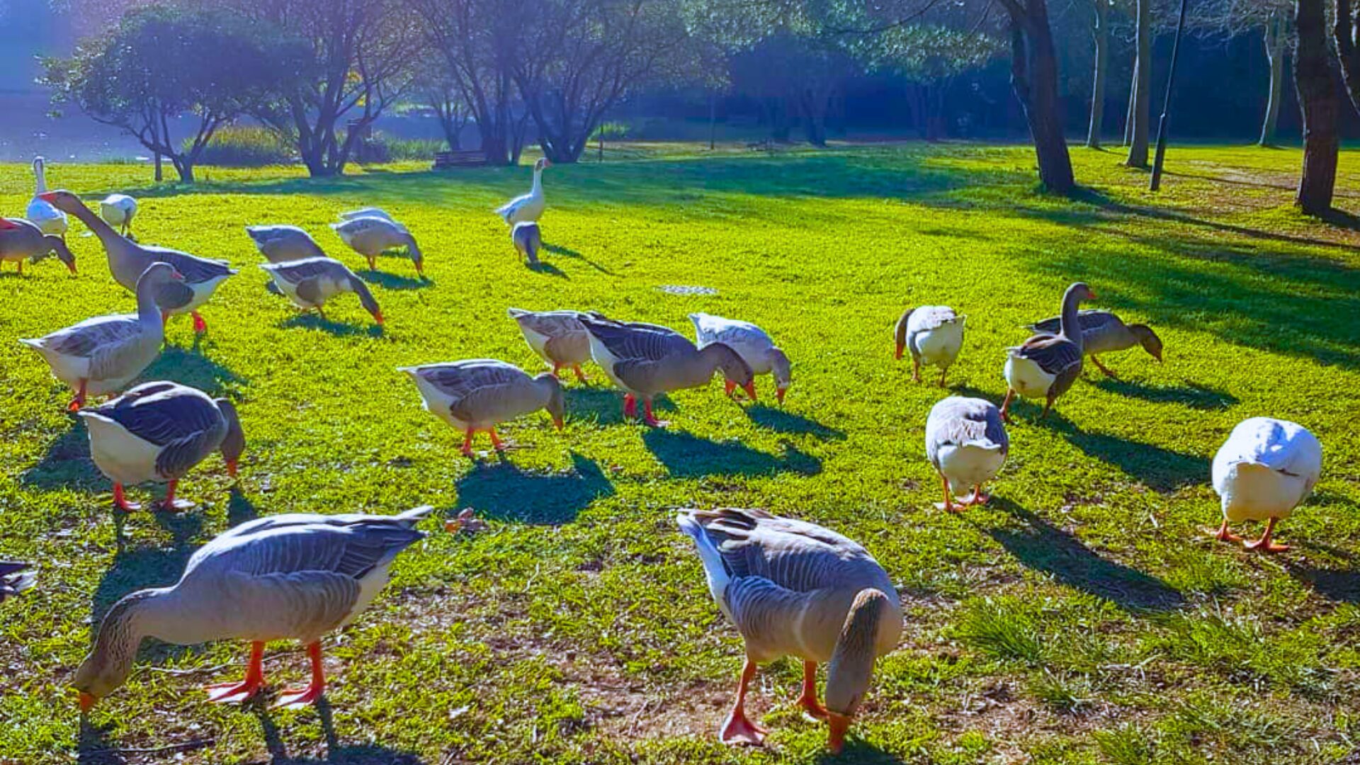 Ducks at Parque da Cidade in Porto