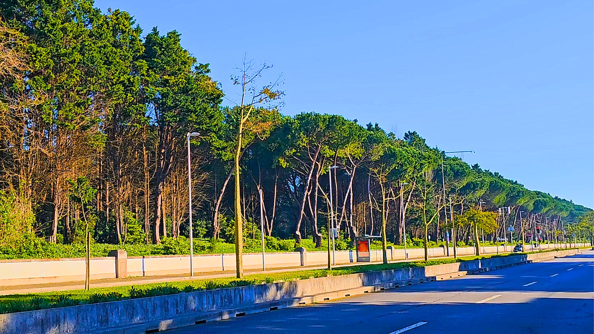 Tree-lined street near Foz and Parque da Cidade