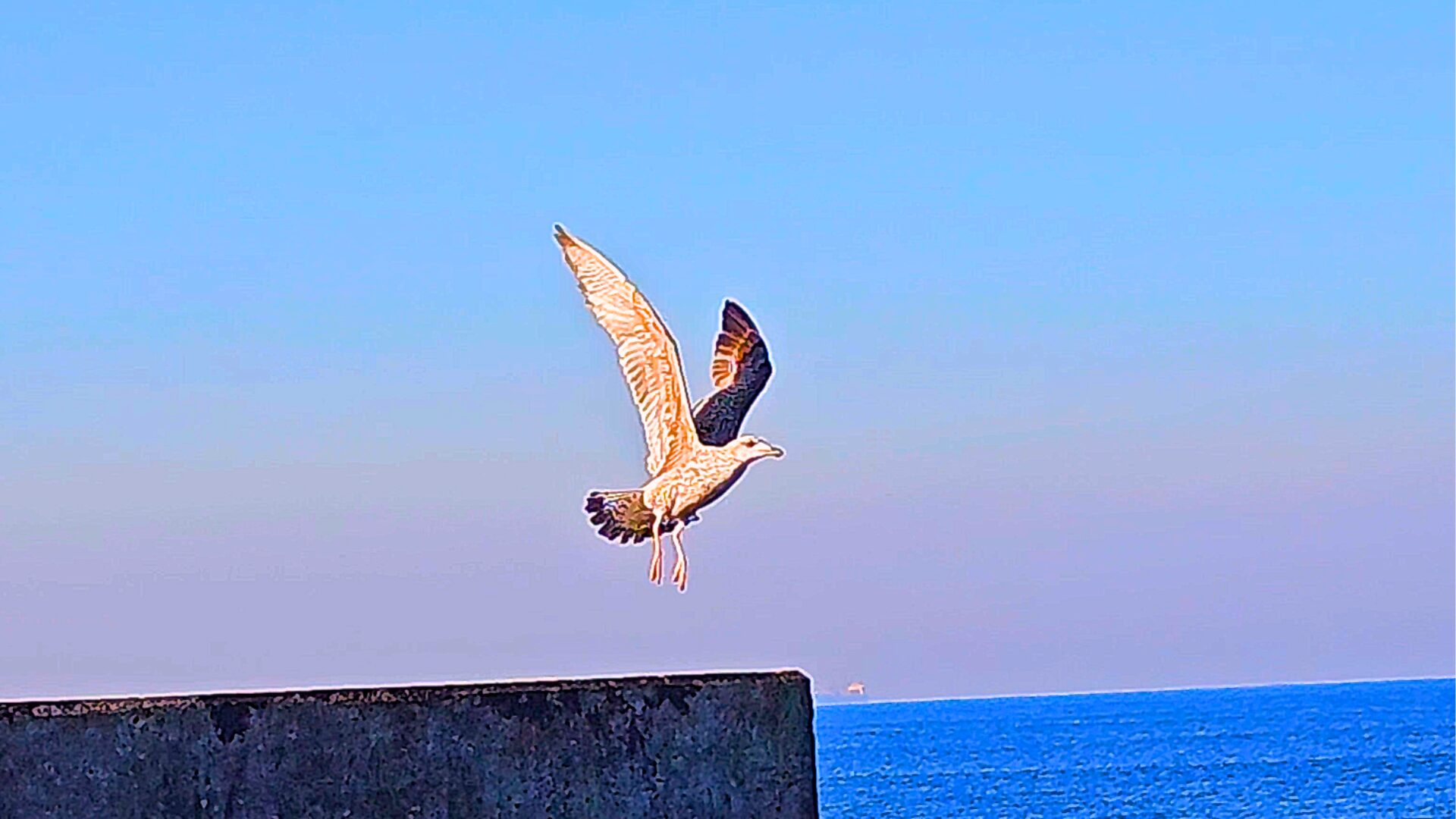 Seagull near the Atlantic coast in Foz do Douro, Porto