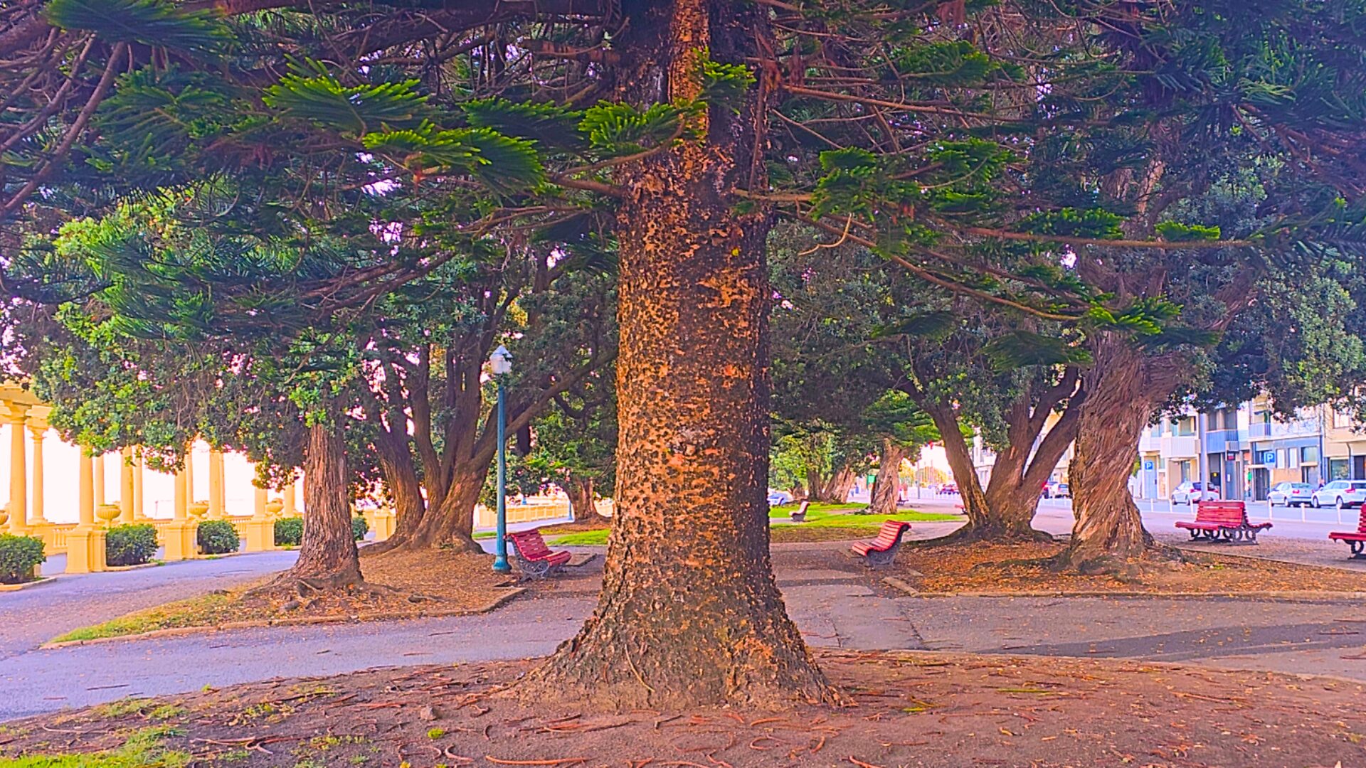 Tree in Foz do Douro, Porto